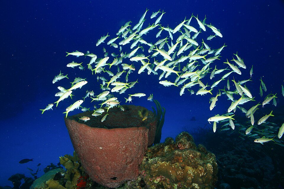 Barrel sponge reef fish underwater photography