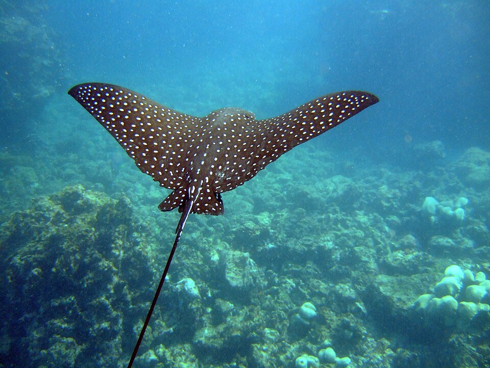 Spotted eagle ray swimming at Mangel Halto Aruba