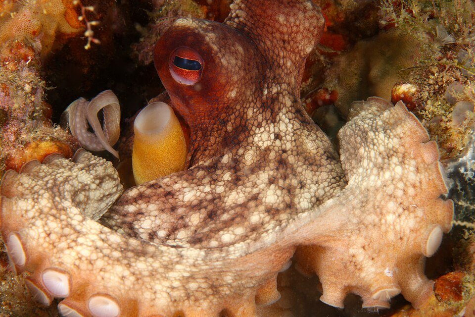 Octopus vulgaris peering from reef crevice at night