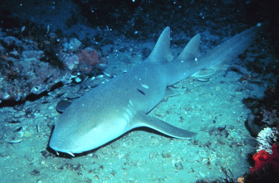 Nurse shark resting on Caribbean reef