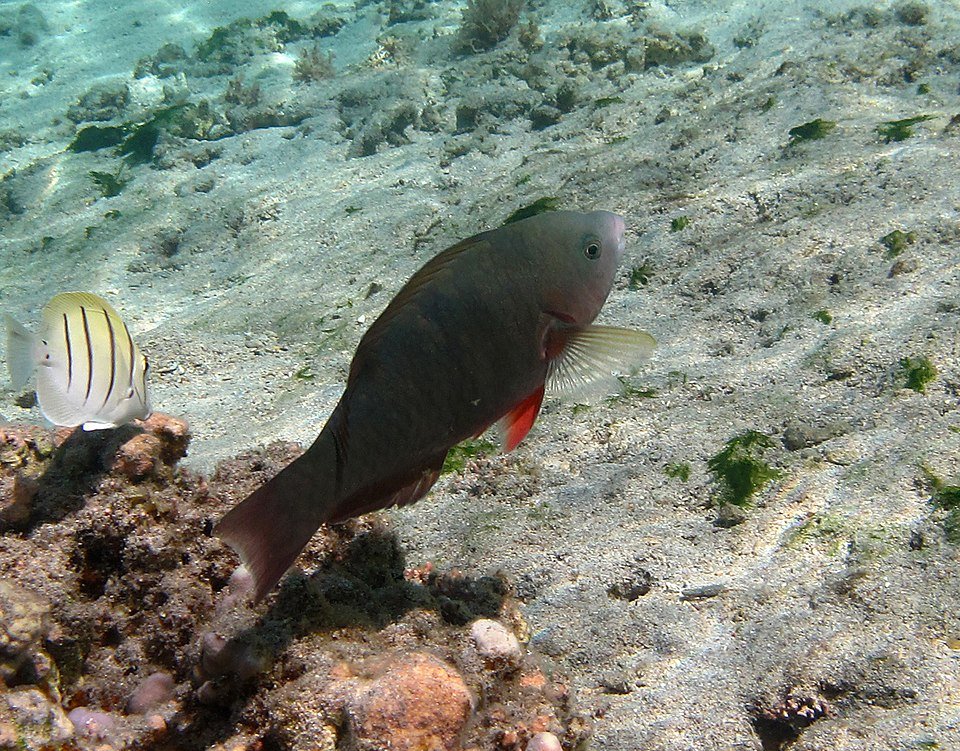 Colourful parrotfish on Caribbean coral reef