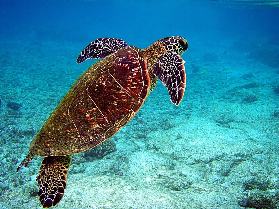 Green sea turtle swimming Caribbean