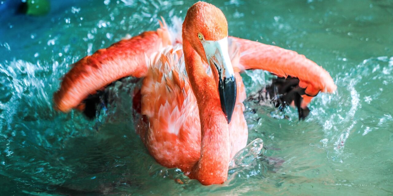 Aruba Flamingos: The Majestic Birds of the Caribbean