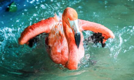 Aruba Flamingos: The Majestic Birds of the Caribbean