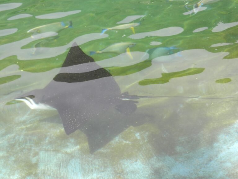 Spotted Eagle Rays in Aruba